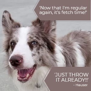 FireShot Capture 025 - 'Now that I'm regular again, it's fetch time! JUST THROW IT ALREADY!!_ - www.canva.com